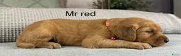 Goldendoodle dogs for sale: HEREDITARY HEALTH TESTED MUM. DNA TESTED DAD - Advert 29