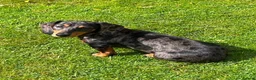 Miniature Dachshund dogs for sale: Beautiful Smooth hair silver dapple  - Advert 5