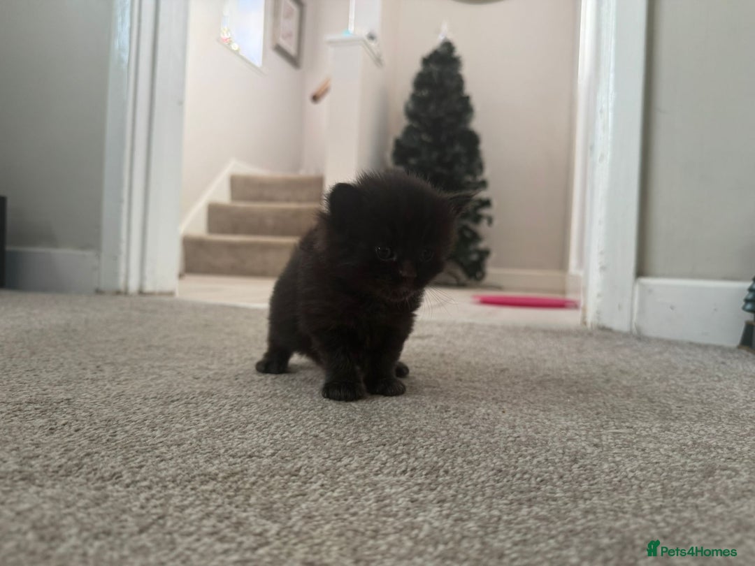 Ragcoon cats for sale: BEAUTIFUL RAGCOONS - Advert 21