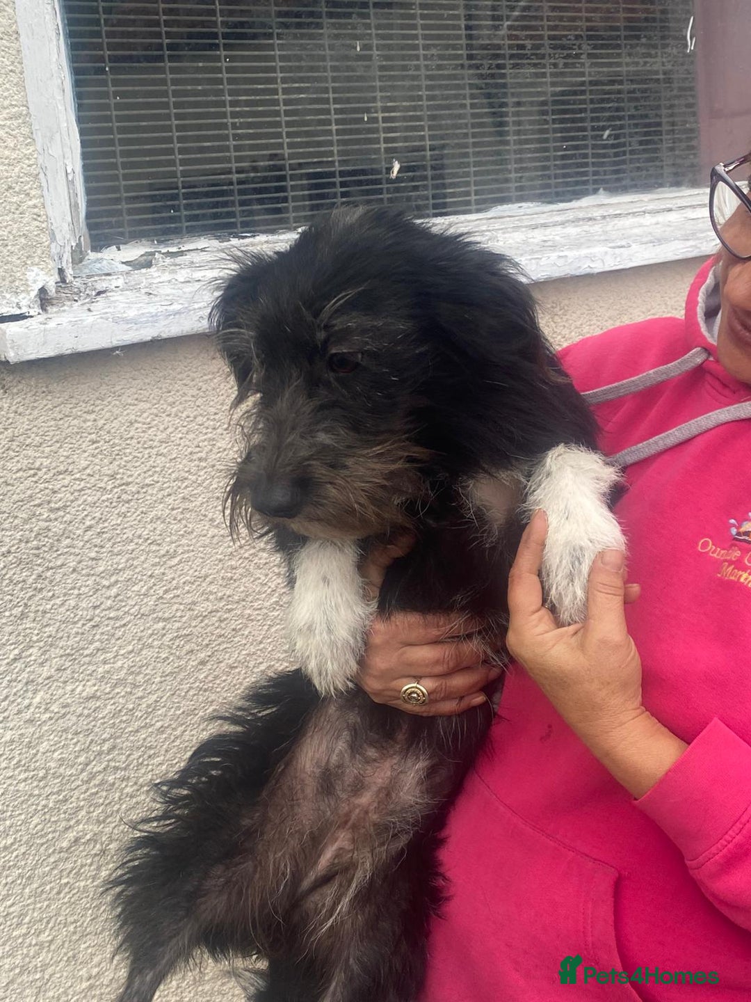 Mixed Breed dogs for adoption: Meet MARIA (!) - a Beautiful and Affectionate Girl - Image 10