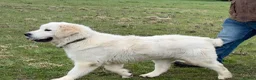 Golden Retriever dogs for sale: KC reg fully health tested 1 year old male  - Advert 10