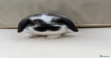 Mini Lop rabbits - Advert 3