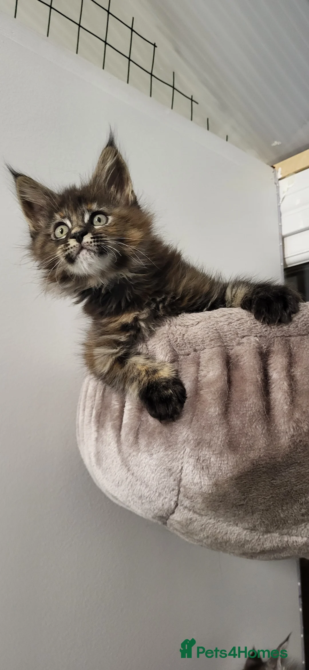 Maine Coon cats for sale: GCCF - Maine Coon Kittens - Advert 16