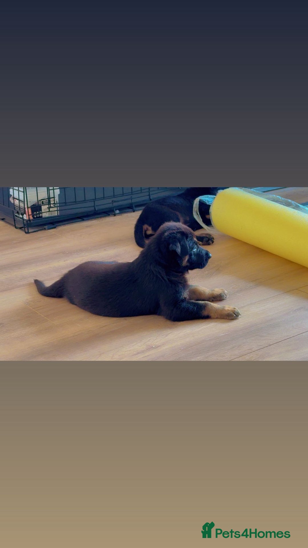 German Shepherd dogs for sale: Black Working Line German Shepherd Puppies - Image 15