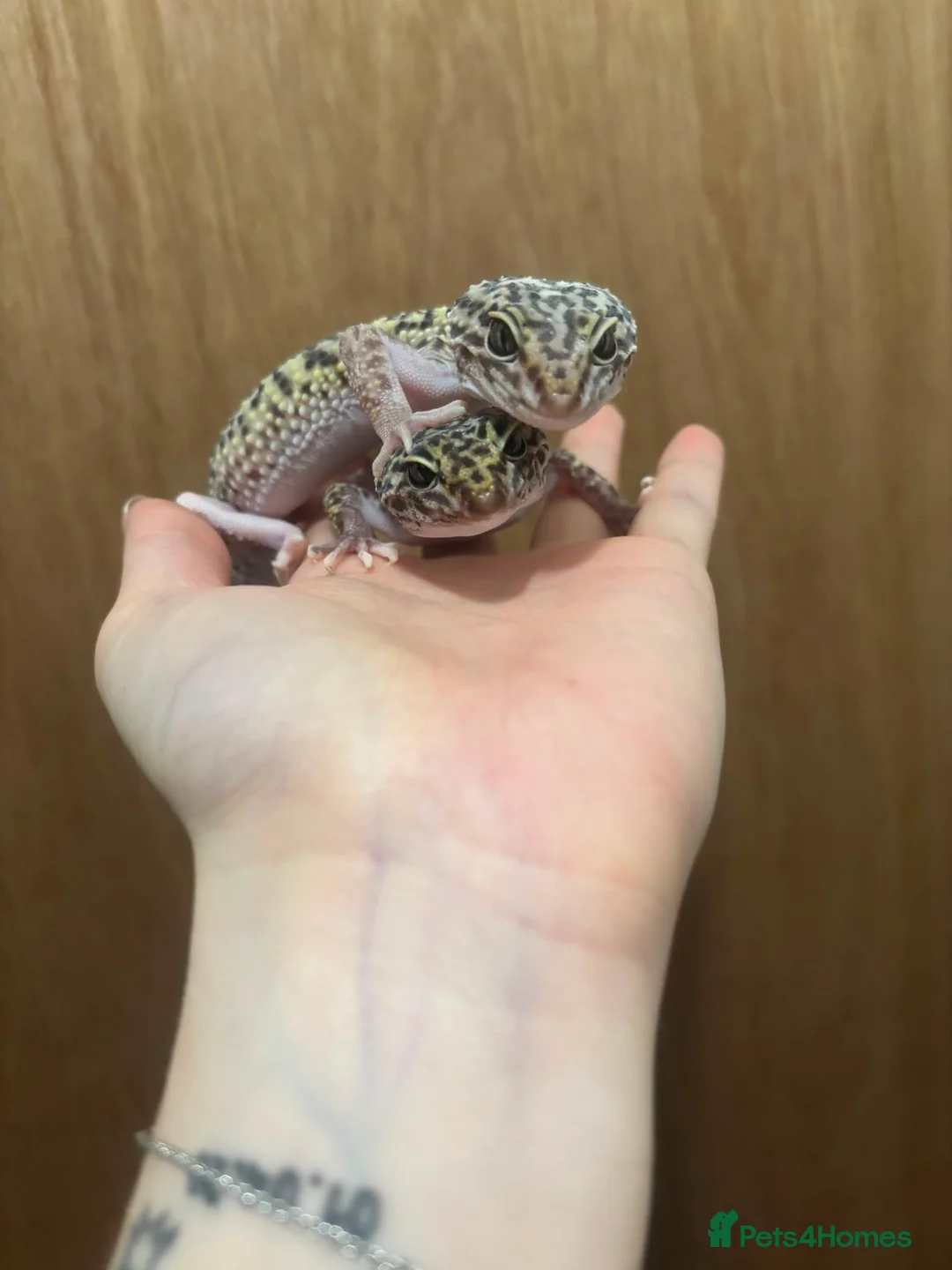 Leopard Gecko reptiles for sale: Mixed Morph Leopard Geckos For Sale - Advert 11