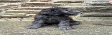 Bedlington Terrier 2