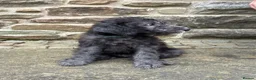 Bedlington Terrier dogs for sale: Bedlington puppies in Burnley - Advert 2