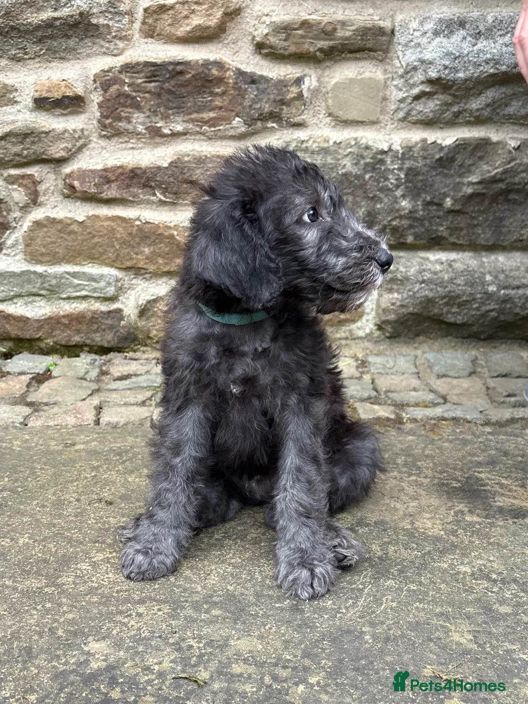 Bedlington Terrier dogs for sale: Bedlington puppies in Burnley - Advert 2