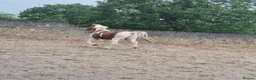 Other Breed horses for sale: Gelding 14hh  - Advert 3