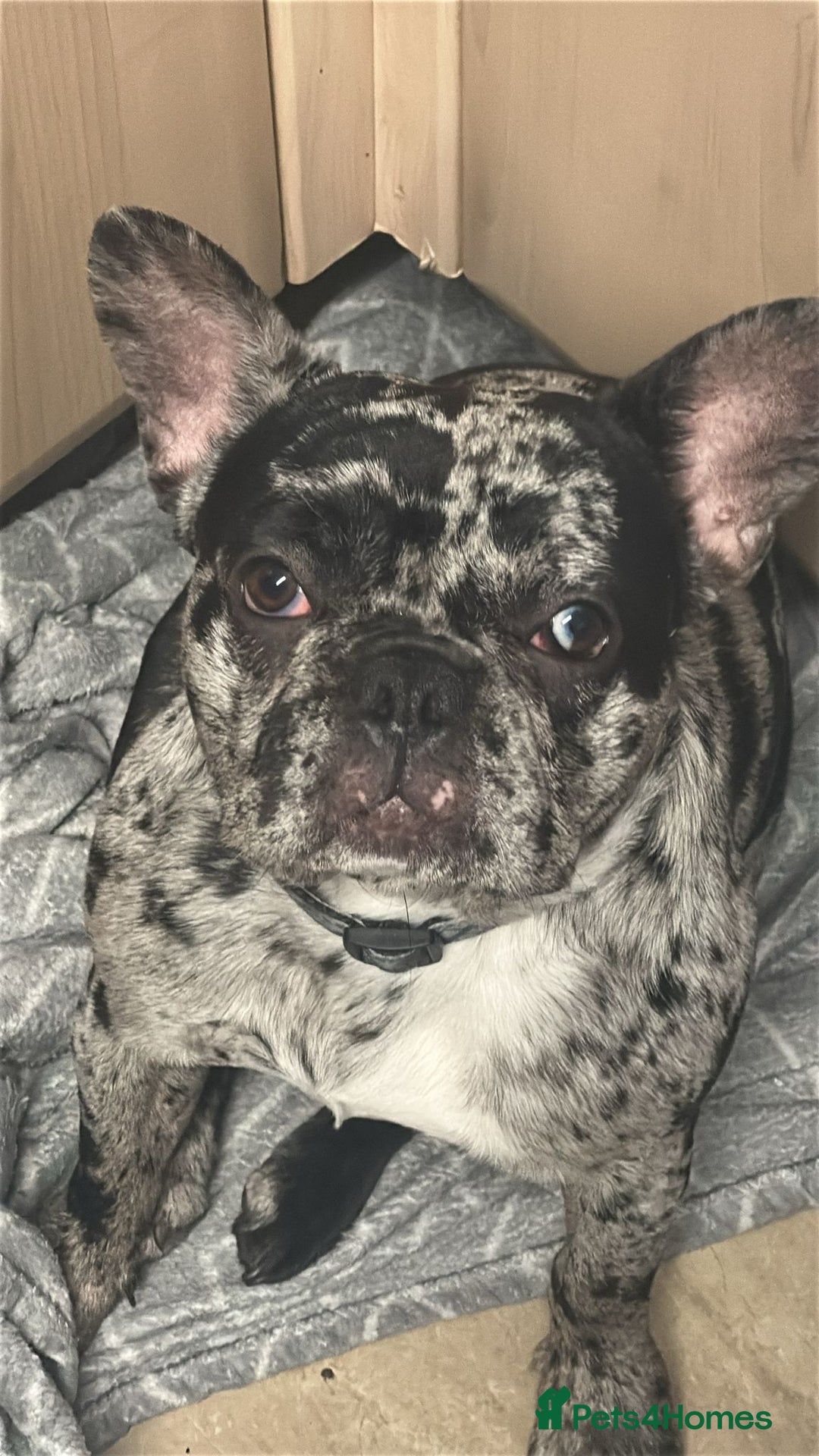 French Bulldog dogs for sale: French bulldog for sale  - Image 1