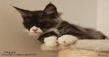 Maine Coon cats - Advert 5
