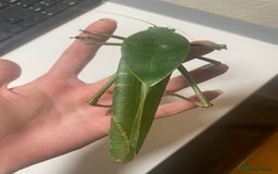 Stick Insects invertebrates for sale: Giant hooded katydid (siliquofera grandis) - Image 4