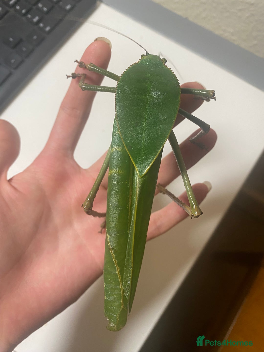 Stick Insects invertebrates for sale: Giant hooded katydid (siliquofera grandis) - Image 4