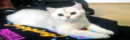British Shorthair cats for sale: British girl  - Advert 8