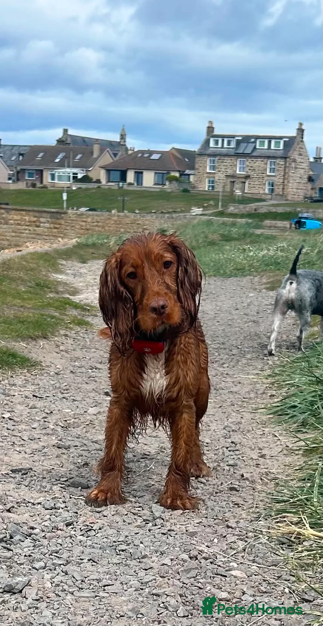 Cocker Spaniel dogs for sale: Cocker spaniel  - Advert 1
