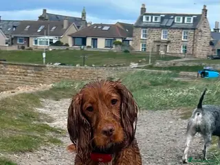 Cocker Spaniel dogs Cocker spaniel - Advert 3