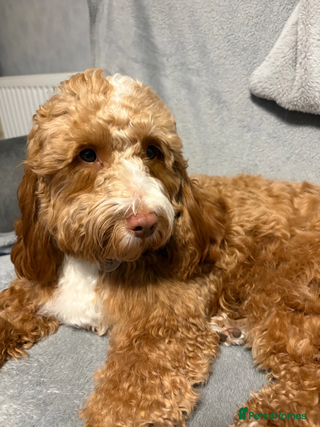 Cockapoo dogs for sale: Female Cockapoo  - Advert 1