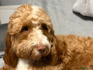 Cockapoo dogs Female Cockapoo - Advert 2