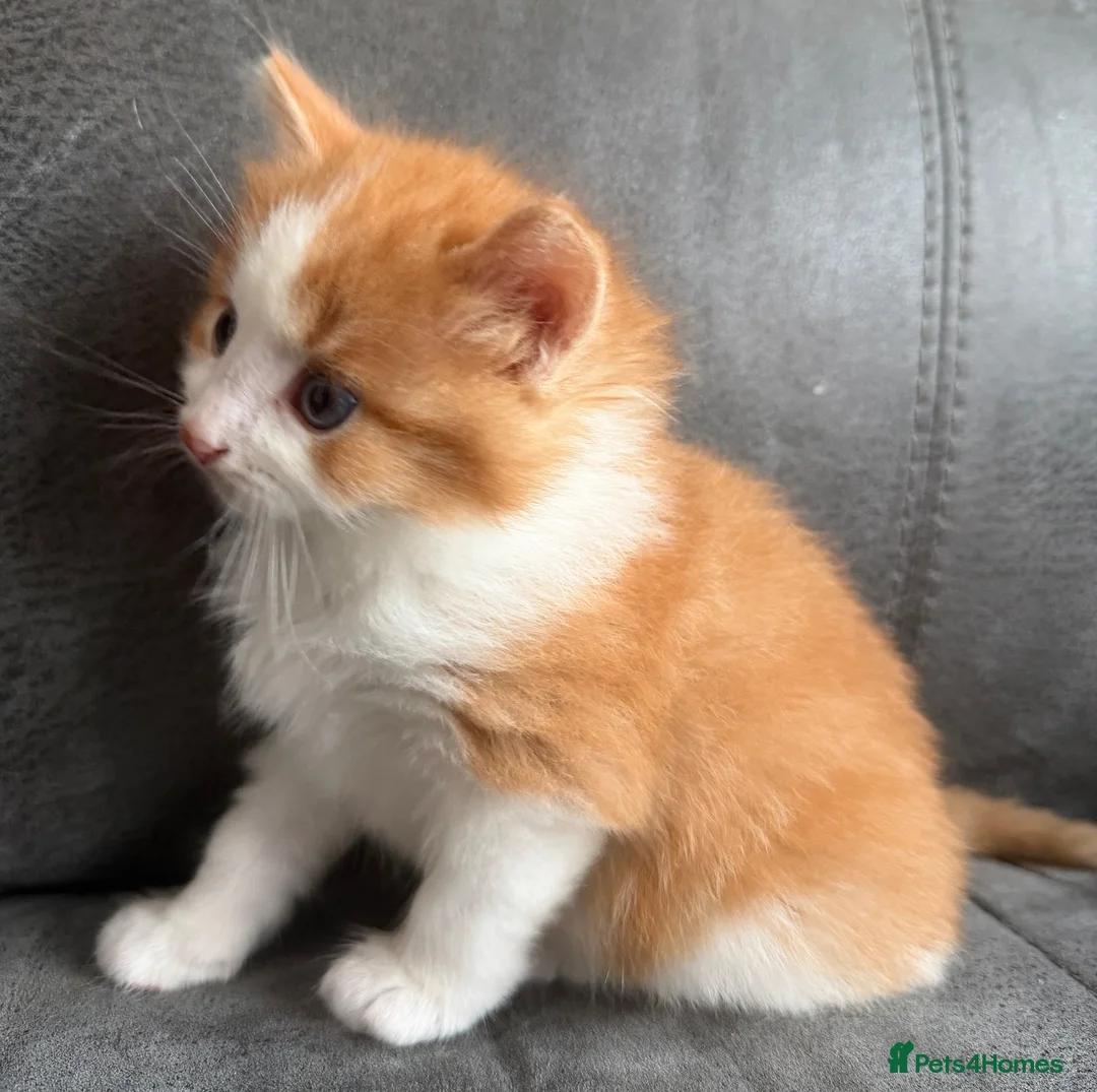 Mixed Breed cats for sale: Male fluffy kitten ginger and white  - Advert 2