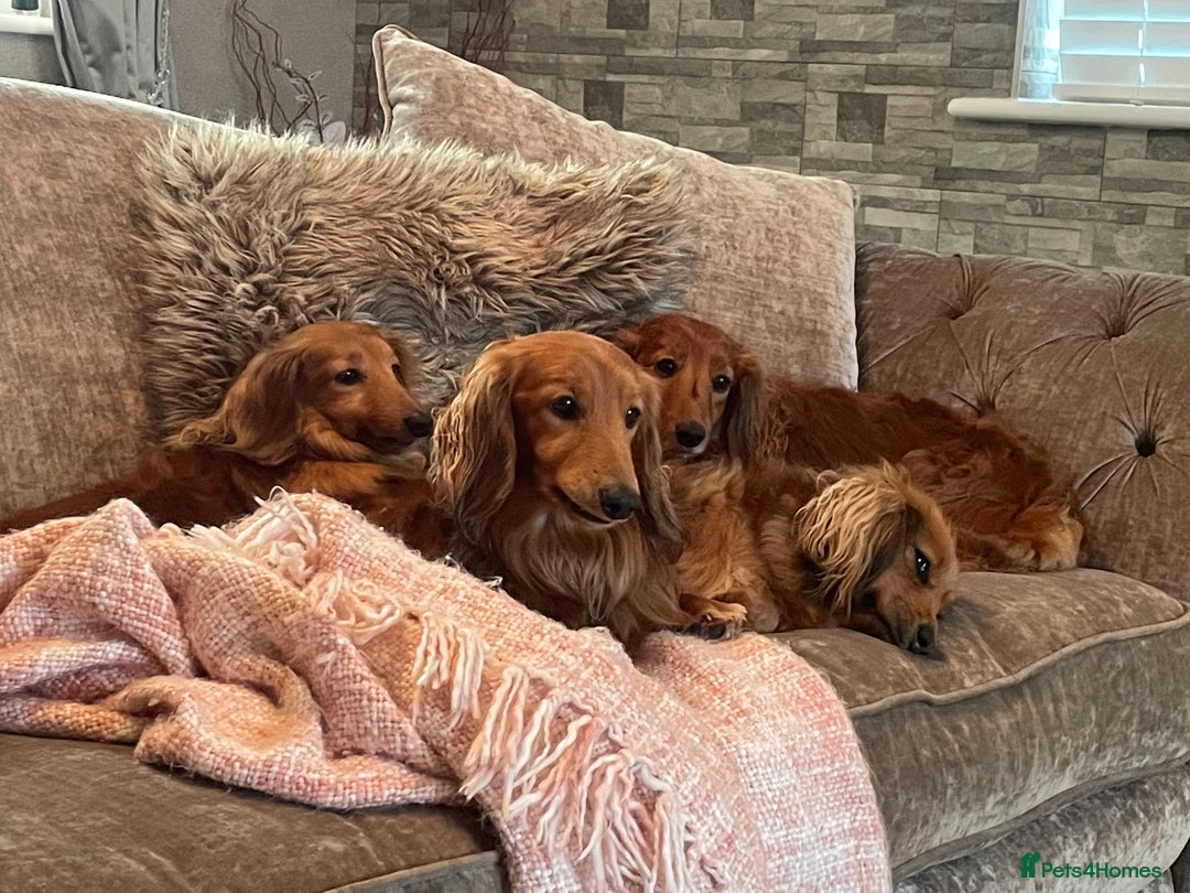 Dachshund dogs for stud: Gorgeous Boy Available as a Stud Dog - Image 6