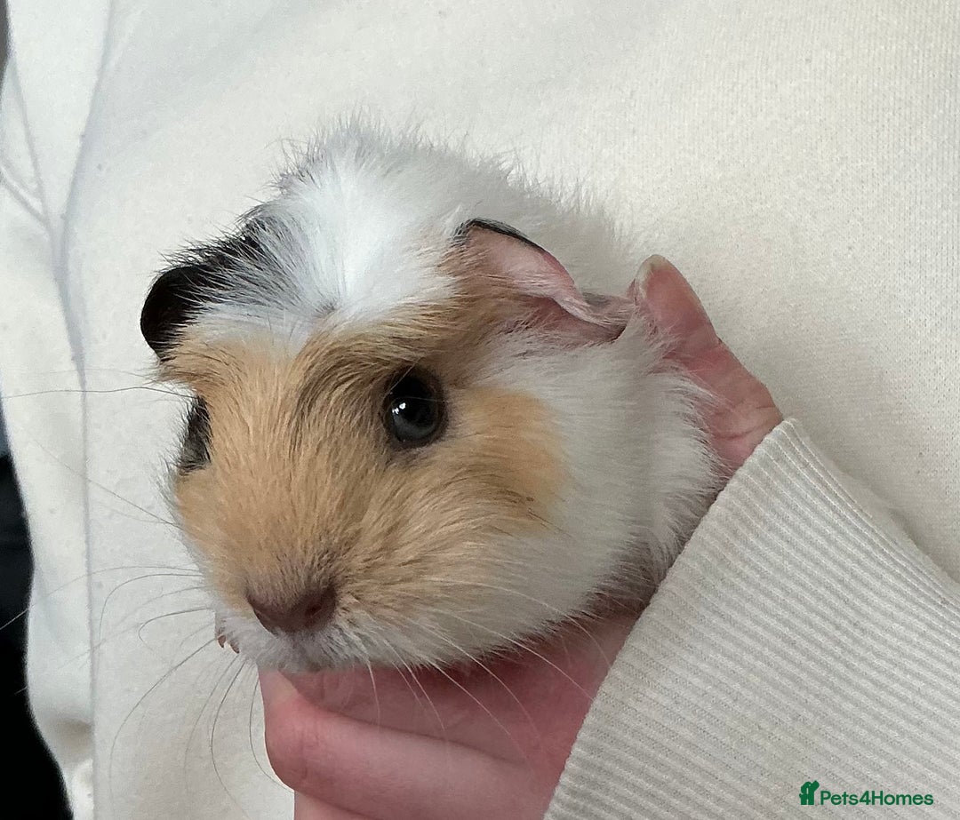Guinea Pig rodents for sale: Guinea pig boy for sale - Advert 3