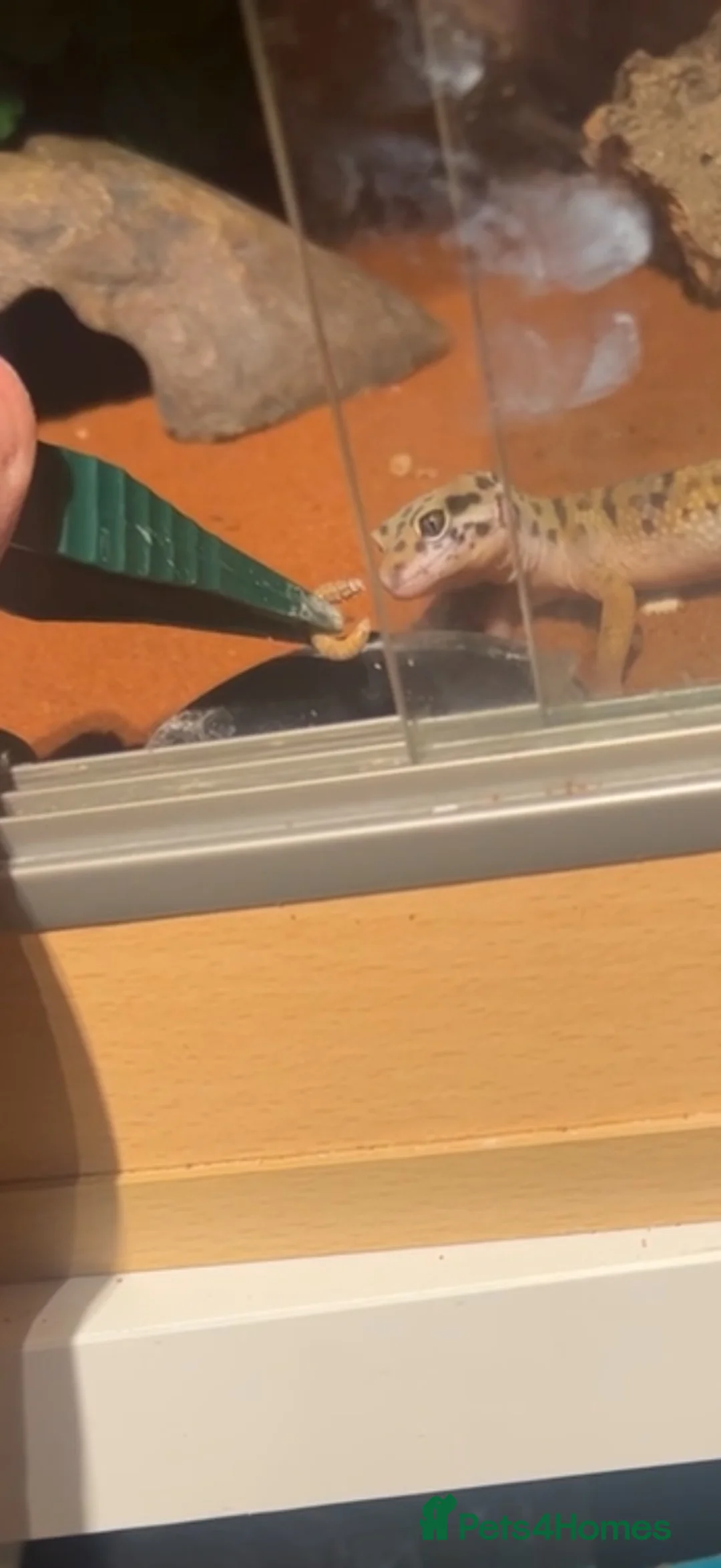 Leopard Gecko reptiles for sale: Leopard gecko  - Advert 4