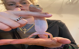 Leopard Gecko reptiles for sale: Leopard Gecko and Vivarium complete set - Image 6