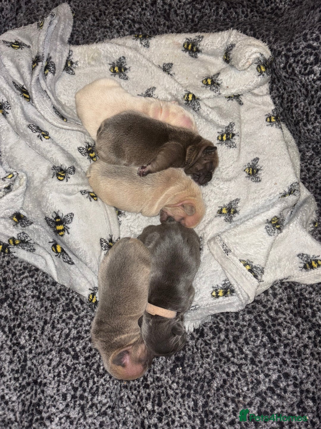French Bulldog dogs for sale: French bulldog puppies  - Advert 2
