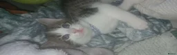 Domestic Shorthair cats for sale: Two blue eyed boys looking for special homes - Advert 4