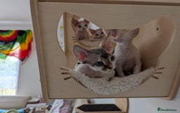 Devon Rex cats for sale: 🐾 Beautiful Devon Rex Kittens💕 - Image 6