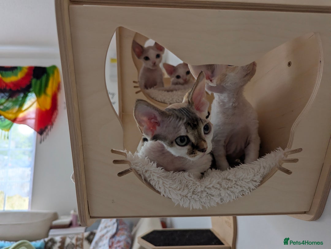Devon Rex cats for sale: 🐾 Beautiful Devon Rex Kittens💕 - Image 6