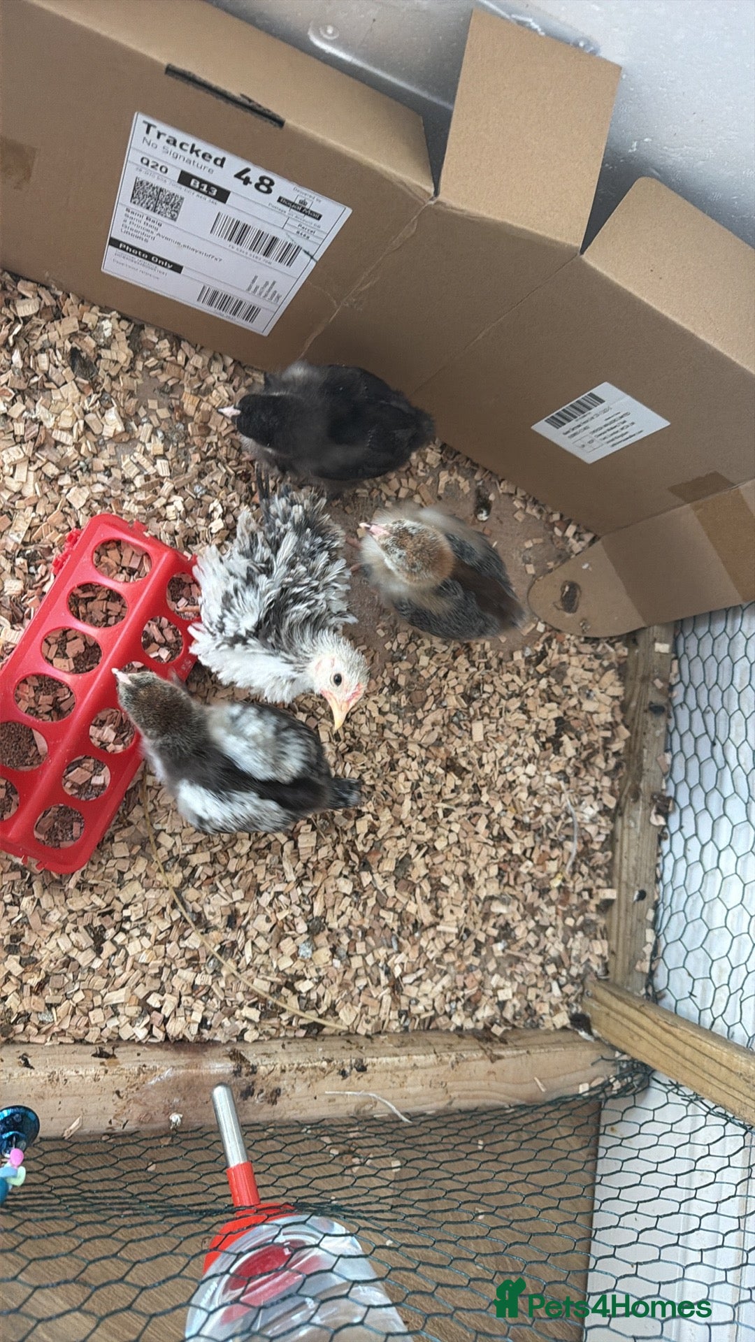 Chickens poultry Brahma Chicks 6 weeks ago  - Advert 8