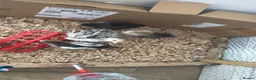 Chickens poultry for sale: Brahma Chicks 6 weeks ago  - Advert 1