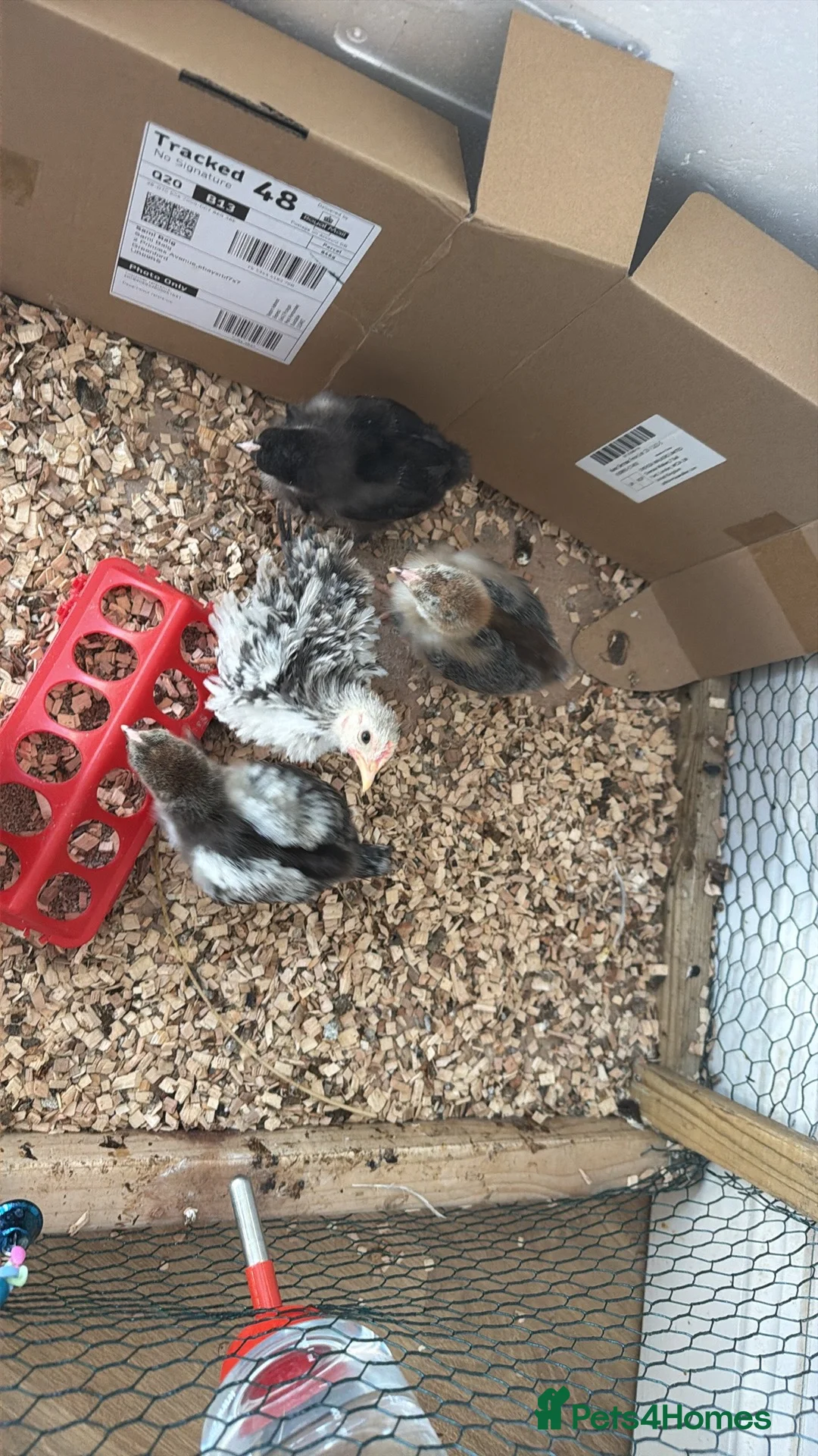 Chickens poultry for sale: Brahma Chicks 6 weeks ago  - Advert 1