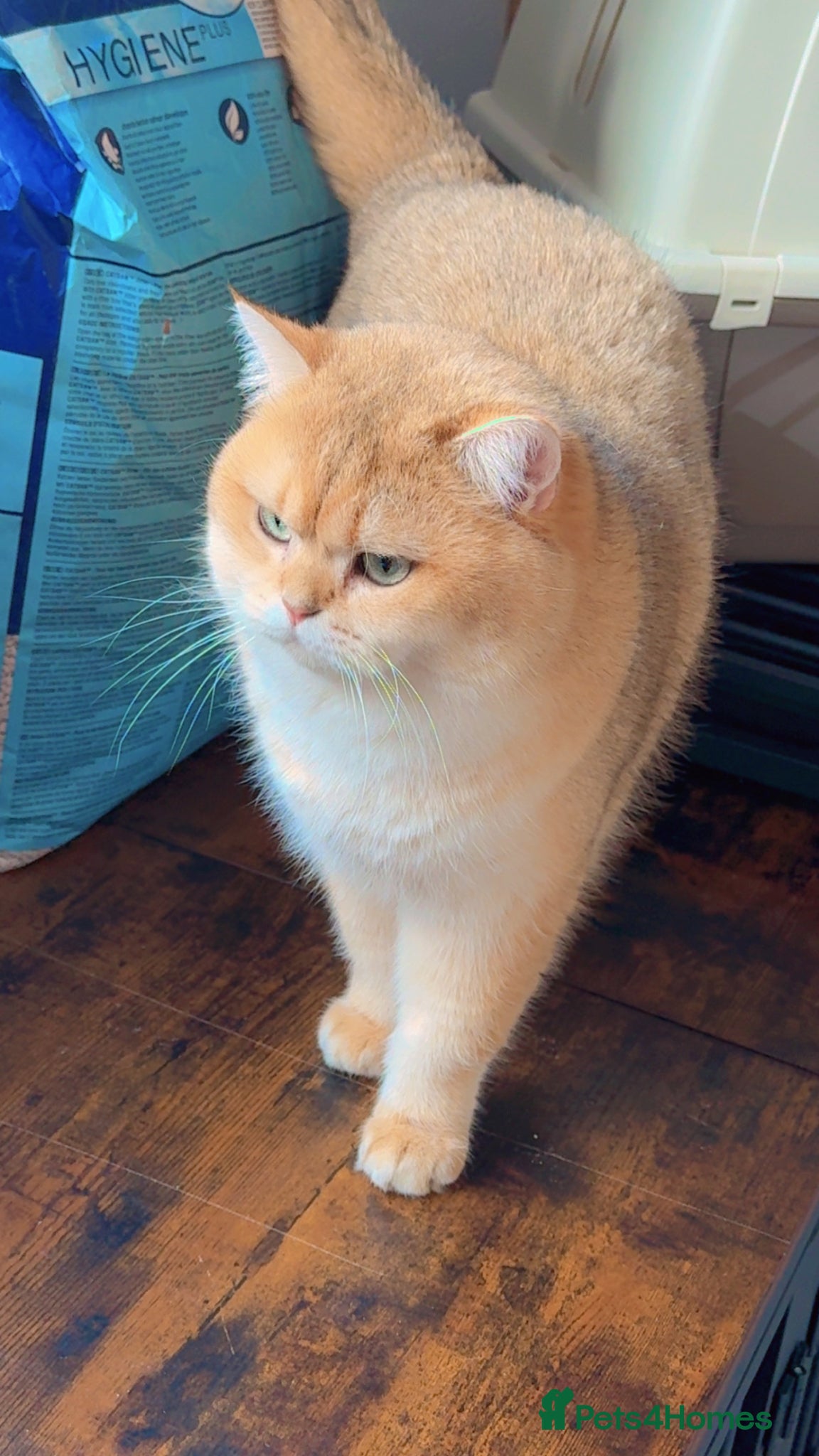 British Shorthair cats Top quality bsh of caveofcats 🏆 - Advert 4