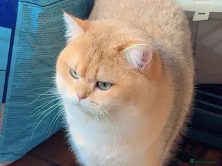 British Shorthair cats Top quality bsh of caveofcats 🏆 - Advert 4