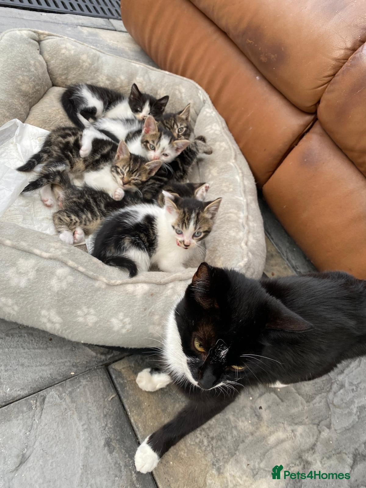 Mixed Breed cats for sale: Six beautiful kittens - Advert 1