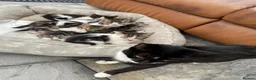 Mixed Breed cats for sale: Six beautiful kittens - Advert 1