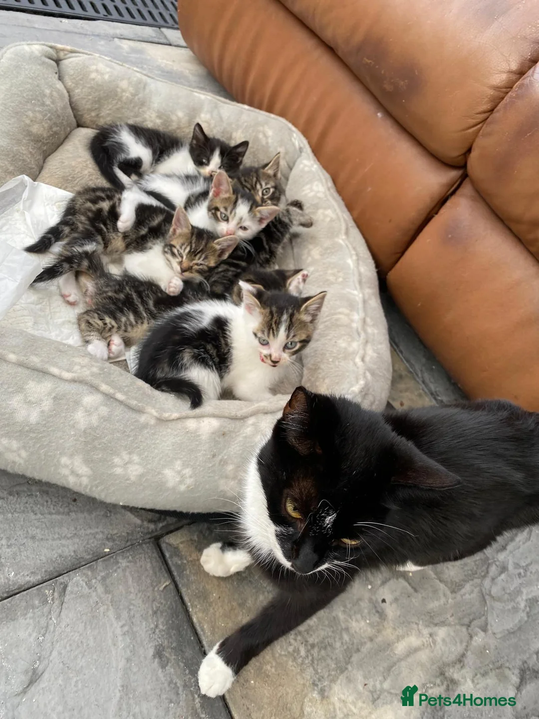 Mixed Breed cats for sale: Six beautiful kittens - Advert 1