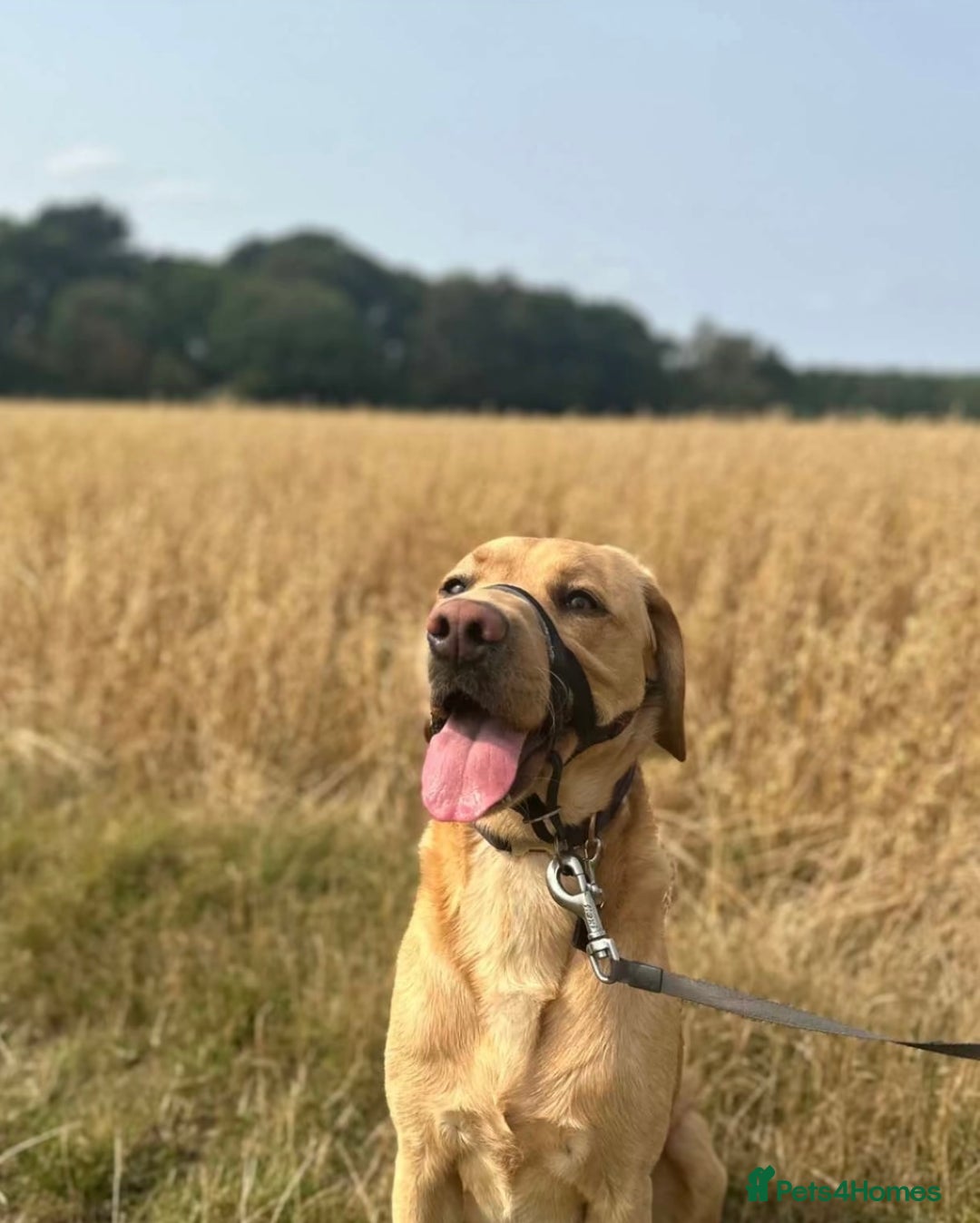 Labrador Retriever dogs for sale: Diego  - Image 3