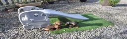 Miniature Dachshund dogs for sale: Kennel Club Mini Smooth Dachshund Puppy Girls - Advert 2