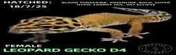 Leopard Gecko reptiles for sale: Leopard Geckos (NEW GECKOS ADDED!) - Advert 5