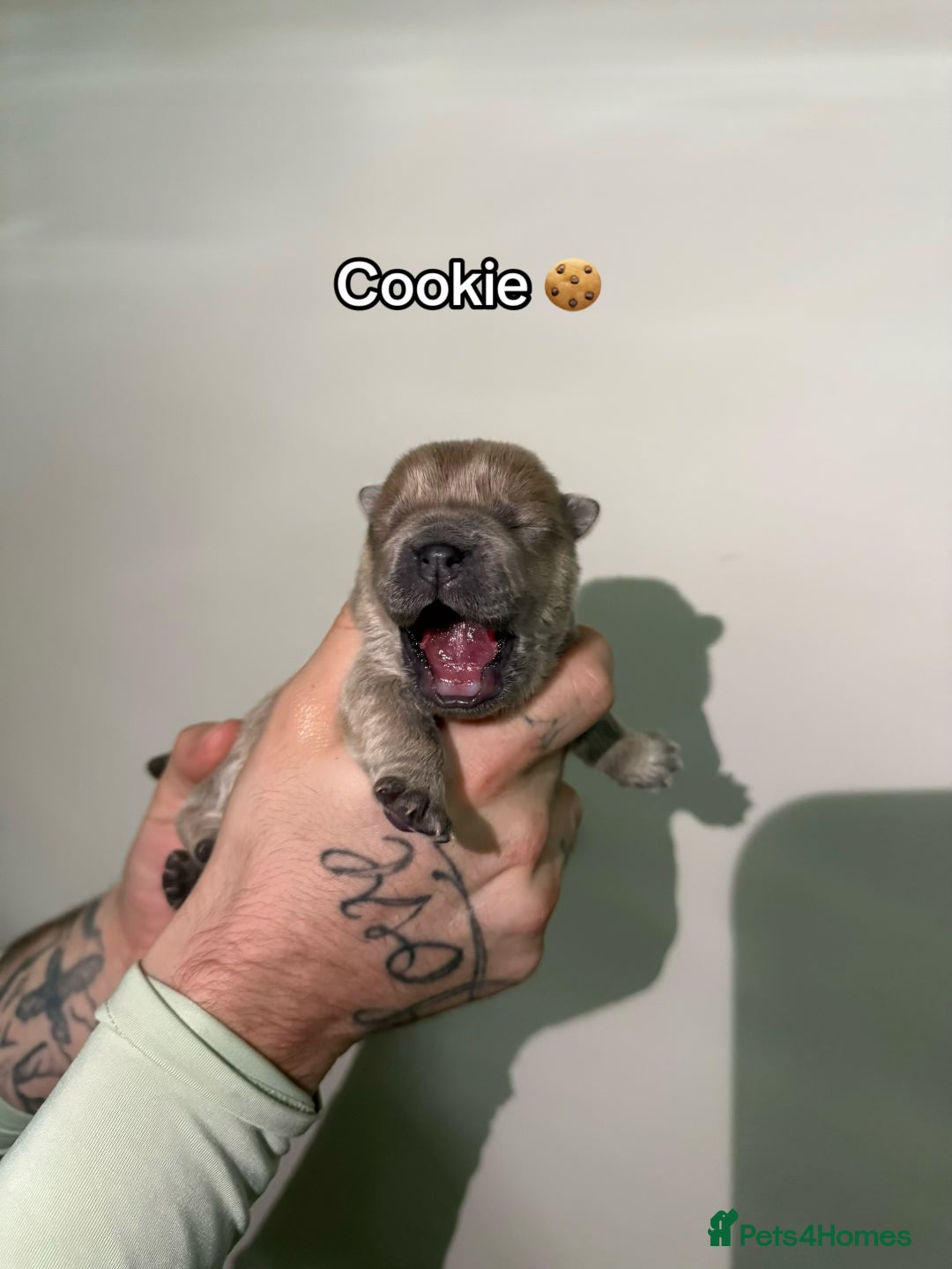 Chow Chow dogs for sale: 🍬Beautiful chow litter kc registered 🍬 - Advert 13