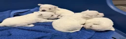 West Highland Terrier dogs for sale: KC REGISTERED BOYS AND GIRL  - Advert 4