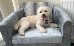 Cavapoo dogs for stud: Gorgeous F1 Cavapoo for stud - Image 12