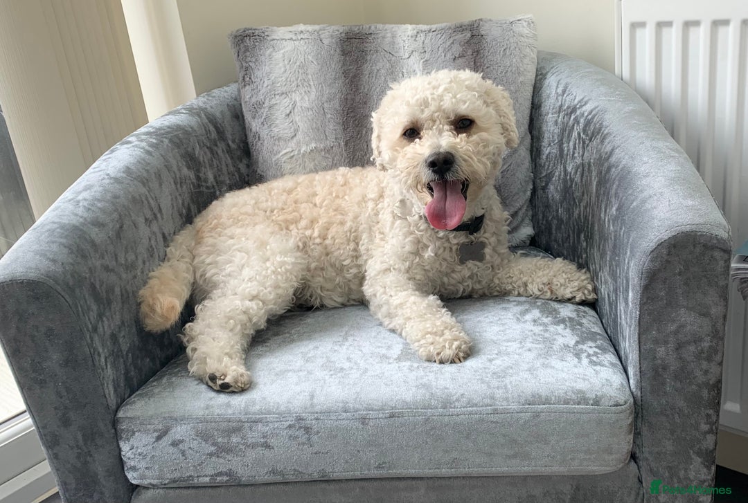 Cavapoo dogs for stud: Gorgeous F1 Cavapoo for stud - Image 12