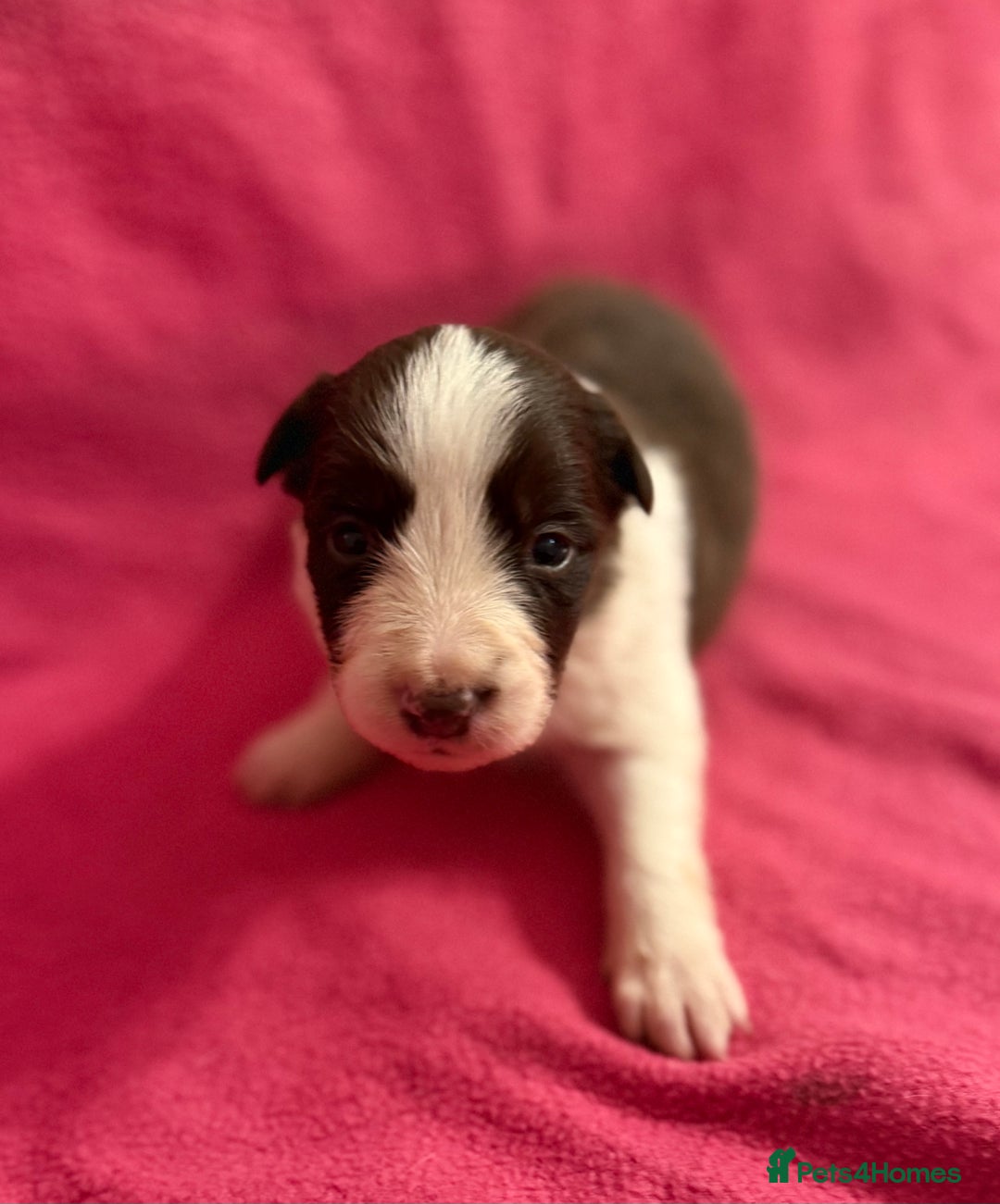 Border Collie dogs for sale: Beautiful Border Collie Pups  - Advert 3