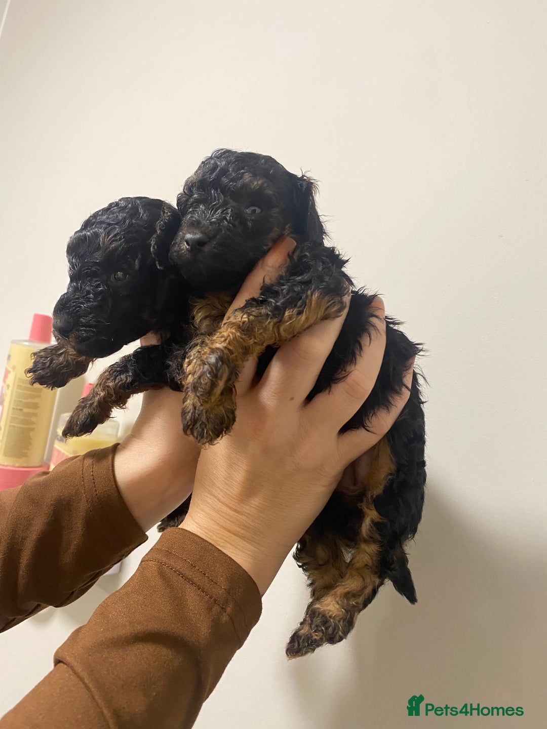 Toy Poodle dogs for sale: 5 toy poodles unique markings  - Image 11