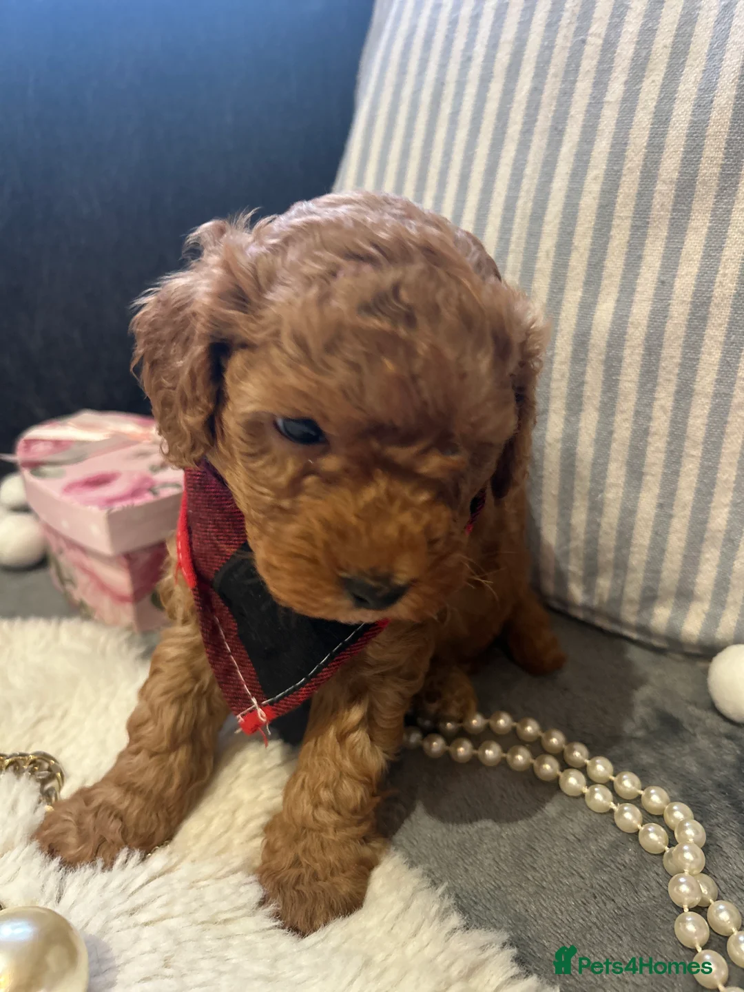 Toy Poodle dogs for sale: 🐩 Toy Poodle Red Puppies - Advert 16