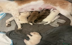 Mixed Breed dogs for sale: 5 Akita x lab puppies - Image 2
